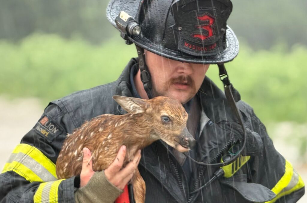 firefighter carrying a baby deer in rain