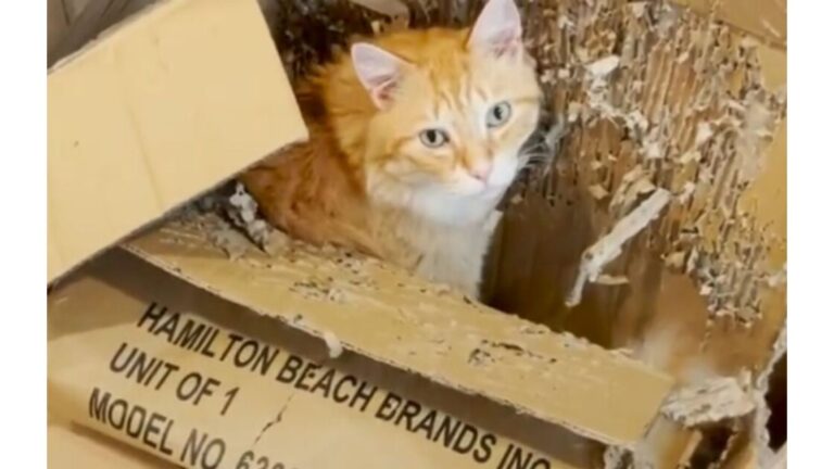 Oklahoma Woman Can’t Understand Why Her Cat Is Obsessed With Old Torn Box, Then Truth Comes Out