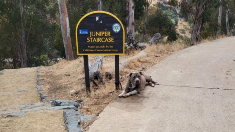 Passerby Spots A Dog Tied To A Sign In San Diego And Instantly Knows Something Is Wrong