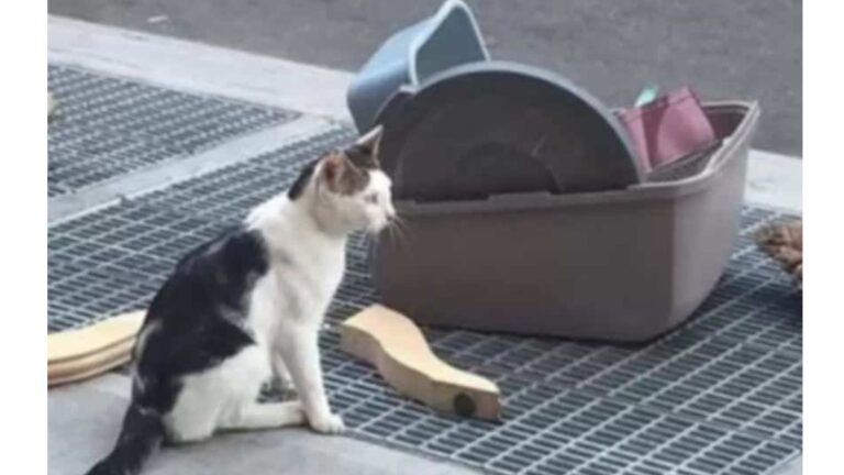 Family Dumps Their Senior Cat On NY Street, With Only A Few Belongings Scattered Around Him