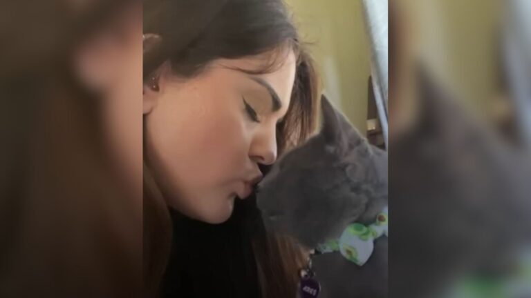 California Cat Abandoned By Family No Longer Knows What Safety Is, Until He Gets New Mommy