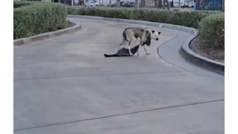 Two Women Find Scared Dog At California Drive-Thru, Then Notice Something They Can’t Ignore
