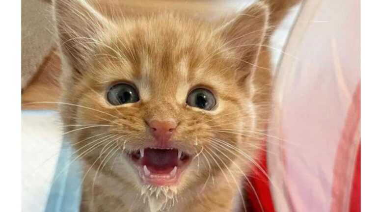 Indiana Kitten Who Hid From The World Transforms Into Tiny Purring Miracle Once He Feels Safe