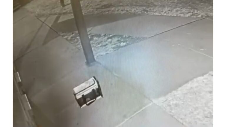 Minnesota Shelter Staff Noticed Carrier Left At Their Door, The Next Moment Left Them In Shock