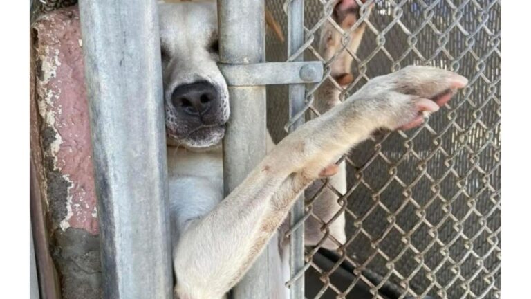 Alabama Shelter Staff Share Photo Of One Dog And His Desperate Plea For A Home Breaks Hearts