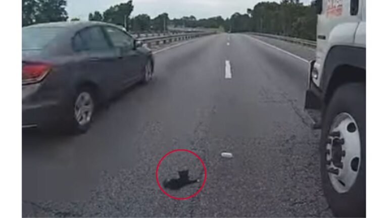 Officer Nearly Drives Past A Tiny Speck On Florida Highway Until He Realizes What It Really Is