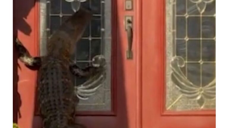 Woman In Florida Sees Giant Alligator At Her Door And Can’t Believe What It Does Next