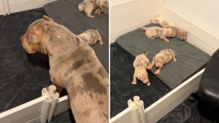 Watch Texas Dog Meet His Puppies For The First Time, His Reaction Is Everything