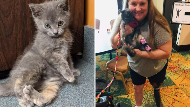 Amputee Woman From Ohio Meets Rescue Cat With The Same Condition And Their Bond Is Instant