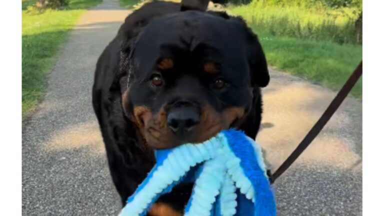 Ohio Woman Couldn’t Calm Her Dog’s Anxiety, You Won’t Believe What The Perfect Solution Was