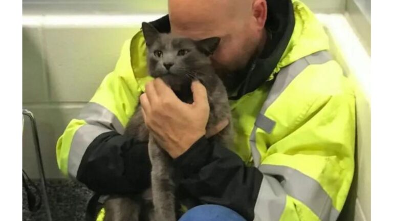 Ohio Cat Missing For 5 Months Returns To His Dad And The Reunion Leaves Everyone Emotional