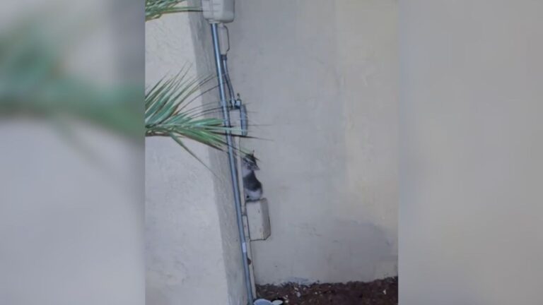 California Woman Hears Faint Cries Outside Her Apartment At 1 AM And Acts On A Gut Feeling