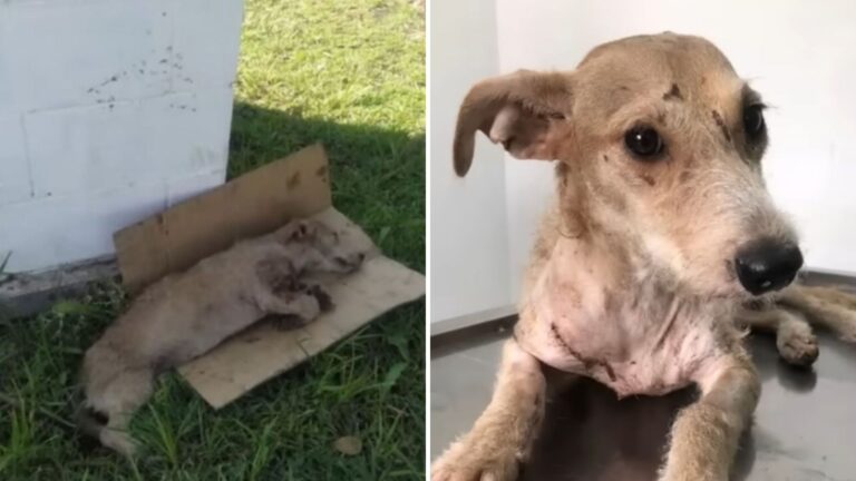 Texas Team Horrified To Find Dog Lying On A Piece Of Cardboard After Enduring A Shocking Cruelty