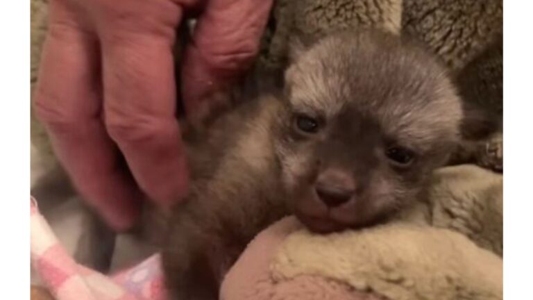 Cincinnati Zoo Thinks Their Newest Arrival Is A Puppy, But It’s Something Else Entirely