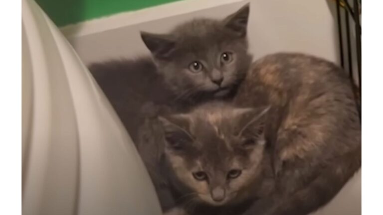 NY Cat Notices Two Freezing Kittens Outside The Window And Instantly Springs Into Action