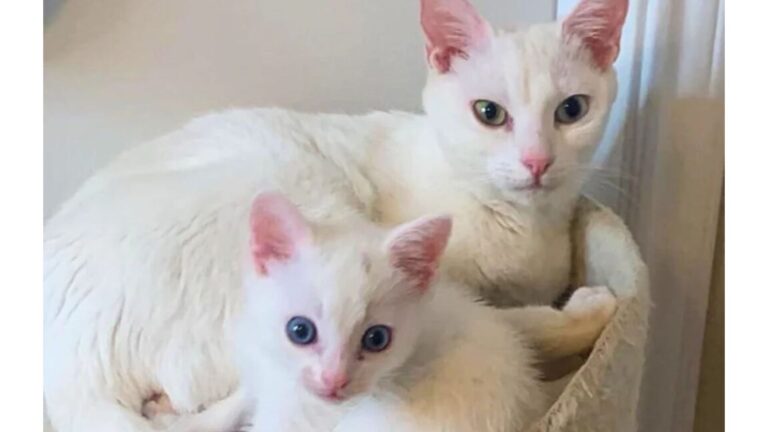 Arizona Rescuers Save A Desperate Kitten Only To Realize His Mom Is In Urgent Need Of Help Too