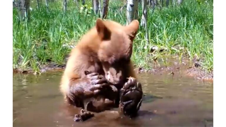California Bear Behaviorist Catches Escaped Bear Cub On Camera And Can’t Believe What He’s Doing