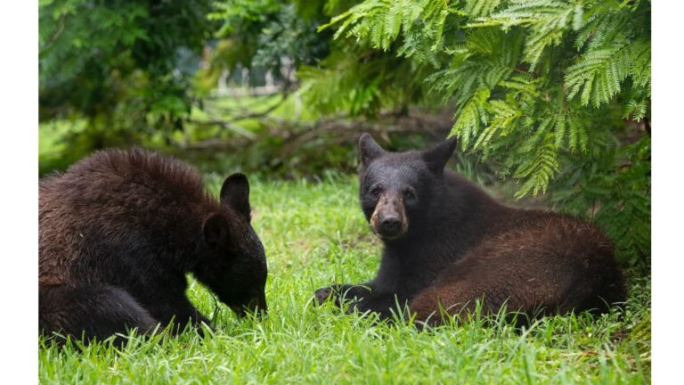 Bear Cubs Found Near Their Lifeless Mom Make Miraculous Recovery And Start New Life In Florida