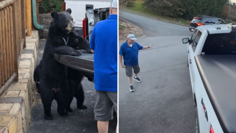 Gatlinburg Family Freezes As Mama Bear Approaches Their Truck And Does This