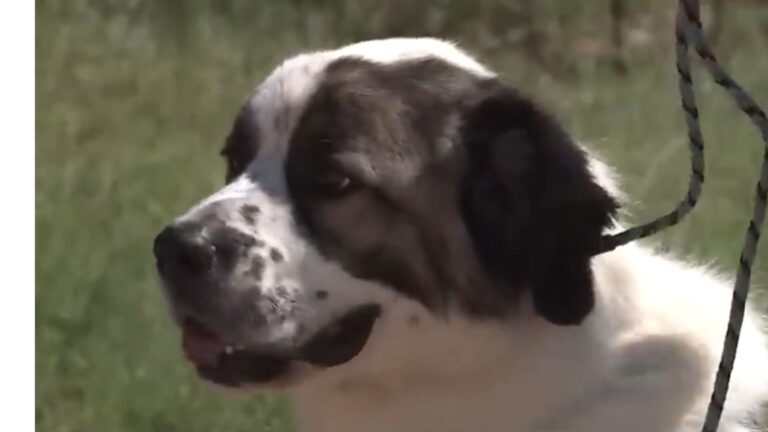 NY Woman Gives Up Hope Of Finding Her Missing Dog, Then Gets Shocking Call 2 Years Later