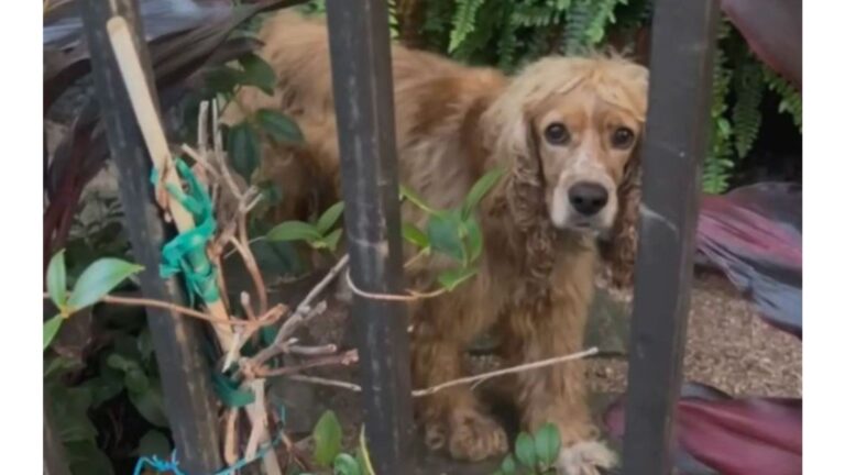 Texas Woman Saw Sad Cocker Spaniel Behind The Fence And Then Everything Suddenly Made Sense