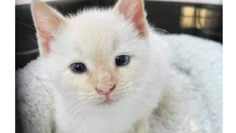 Kitten Found Hiding In Abandoned Car In North Carolina Has No Idea His Life Is About To Change
