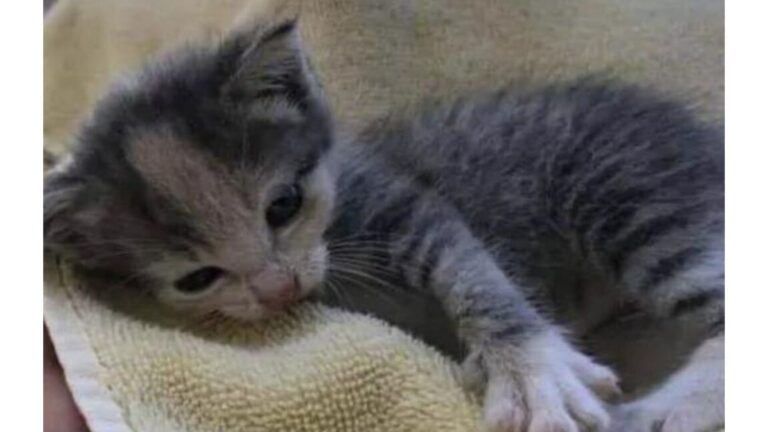 Orphaned Kitten Cried Her Lungs Out For 15 Hours On Florida Farm, Then Someone Finally Heard