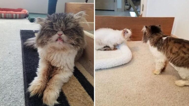 Blind Cat In Idaho Thrives Because Her One-Eyed Sister Never Leaves Her Side
