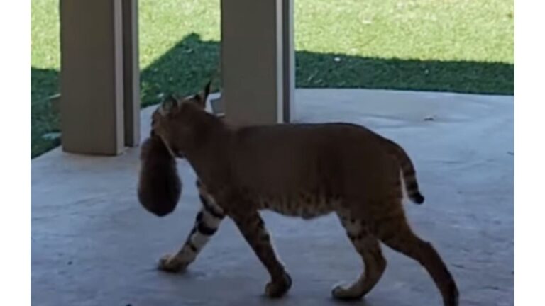 California Man Spots A Bobcat With Something Strange In Her Mouth And Decides To Follow Her