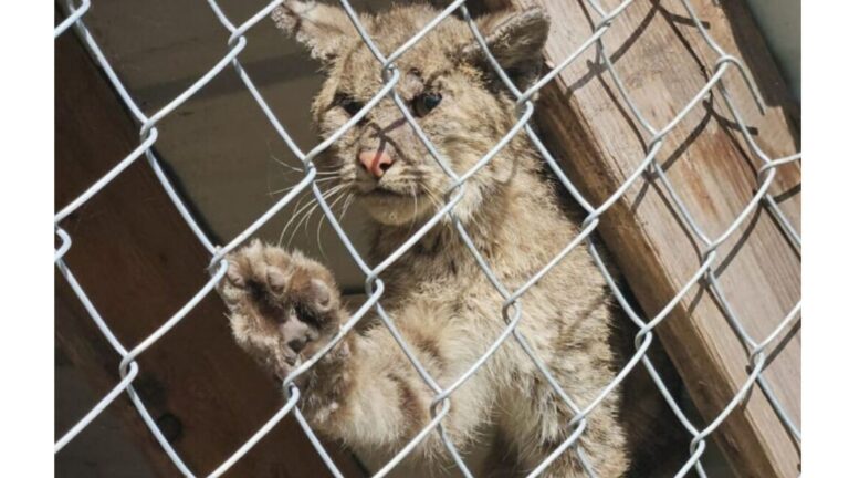 Florida Man Sees Odd Creature Stuck In His Chicken Coop, But He Wasn’t Ready For What Followed