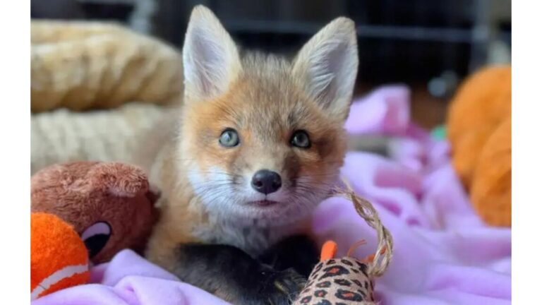 Rescuers In Massachusetts Save An Orphaned Fox Kit And Quickly Spot Something Strange About Him