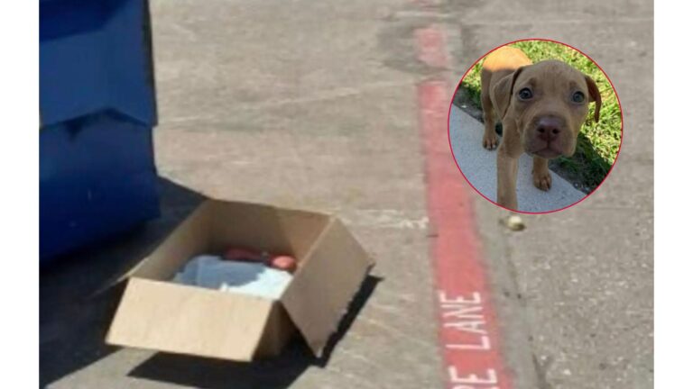 Texas Woman Followed Her Dogs To A Box Sitting Near Dumpster And The Discovery Left Her Frozen
