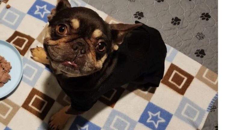 Texas Shelter Staff Found Boxer Puppy In A Box Outside Their Door, Not Ready For What Came Next
