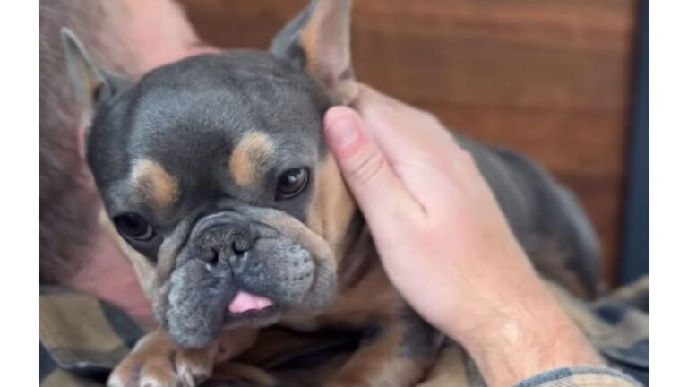 Oregon Dog Freed From Breeding Now Lives The Good Life As A Spoiled Daddy’s Girl
