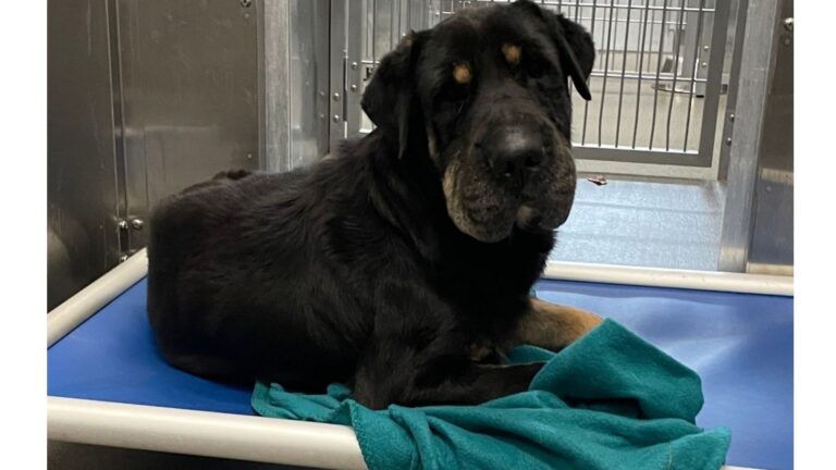 Dallas Shelter Pup Escapes Euthanasia After A Stranger Makes An Unexpected Connection