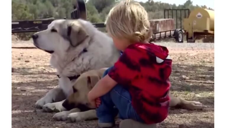 Arizona Toddler Vanishes Into Wilderness, Then A Dog Does Something Incredible