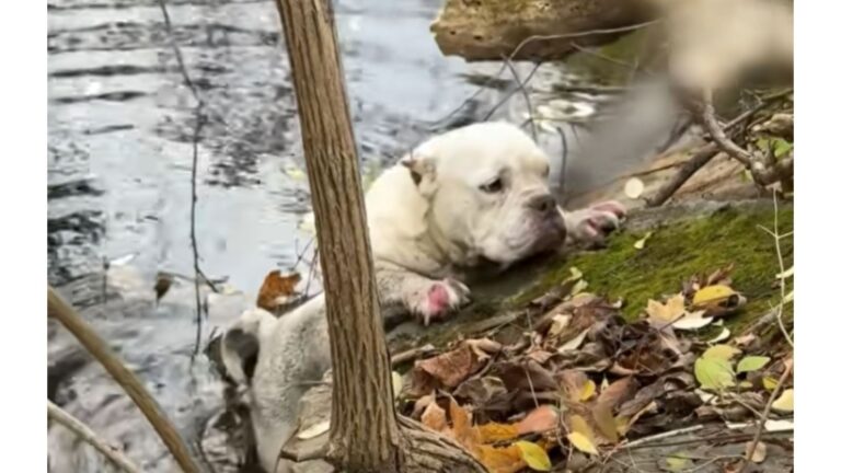 Bulldog Stranded In Freezing Creek Sparks Urgent Rescue Mission By Pennsylvania Heroes