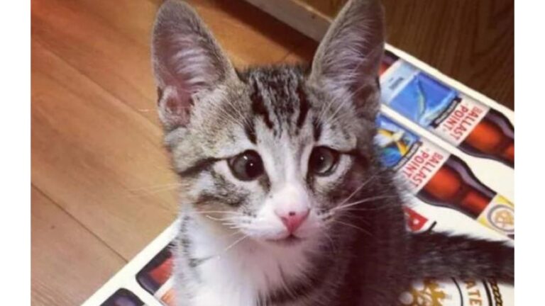 This San Diego Kitten’s Worried Face Hides A Heartwarming Story That’ll Make Your Day