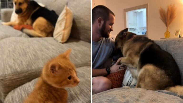 Watch German Shepherd’s Priceless Reaction When Tiny Kitten Joins His Home In North Carolina