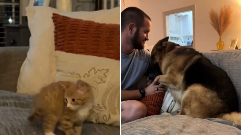 German Shepherd Gets The Shock Of His Life When A Teeny Kitten Joins His Home In North Carolina