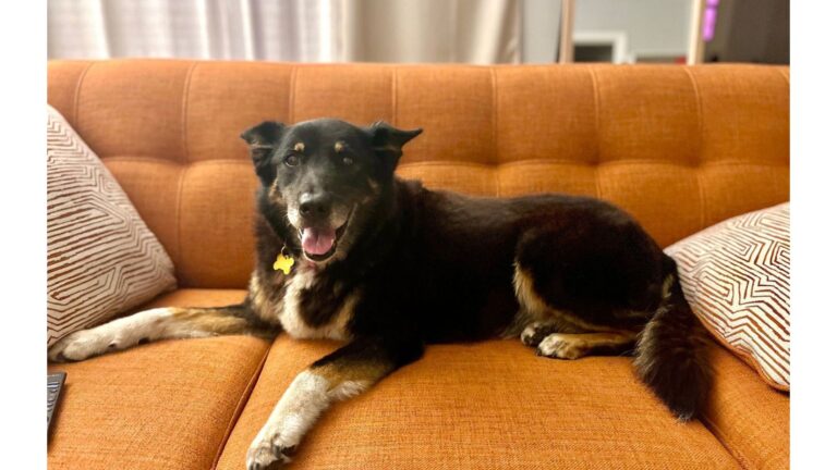 California Family Loses Their Dog To Cancer, Then Spots A Shelter Post That Changes Everything