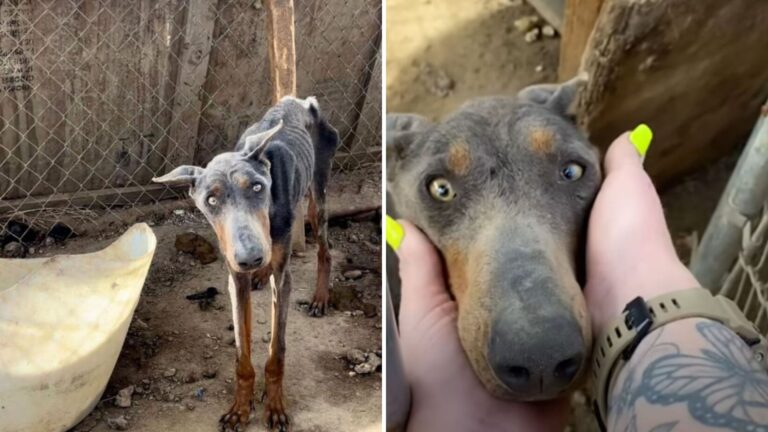 California Team Finds Doberman In Urgent Need And Faces Level Of Neglect They Weren’t Ready For