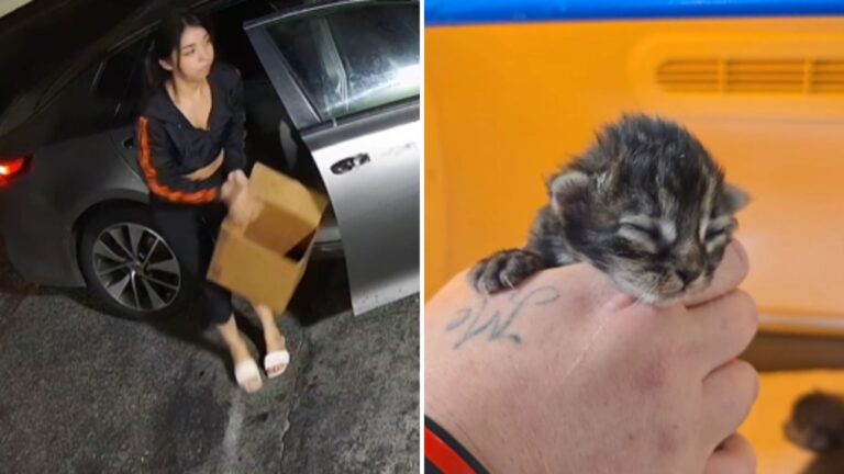 Cruel Moment Caught On Camera As Little Cat Family Is Dumped Outside Store In California