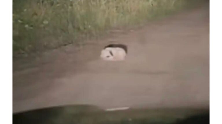 Camper Spots Strange Figure Curled Up In The Middle Of Oregon Road And Instantly Pulls Over