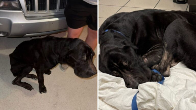 Florida Woman Opens Her Door To A Cane Corso And Is Heartbroken By What She Sees