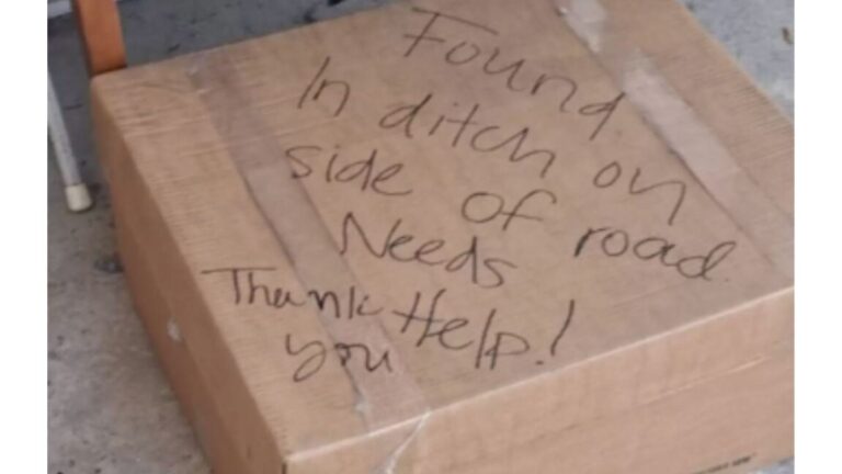 Cardboard Box Left Outside Tennessee Shelter Leaves Staff Frozen When They Open It