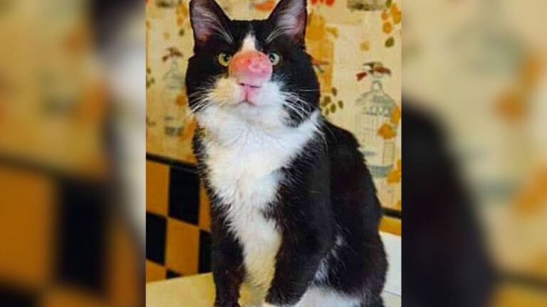 California Cat With Large Growth On His Nose Faced Euthanasia, But Fate Had Other Plans