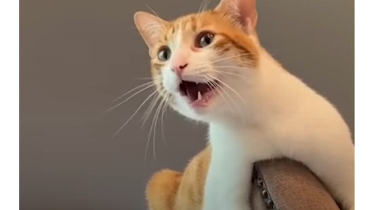 Colorado Woman Adopts A Kitten, Then He Surprises Her In The Most Unexpected Way