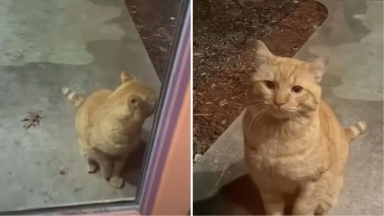 Orange Cat Comes To Woman’s Door In California As If Trying To Tell Her Something Urgent