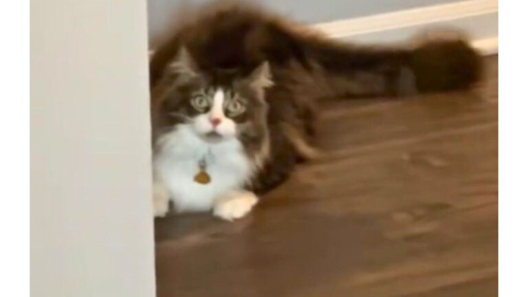 Watch This Florida Cat’s Special “Drive-By” Zoomies That Melt Hearts